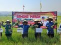 Pemkab Blitar Dorong Produktivitas dan Regenerasi Petani Lewat Panen Bawang Merah