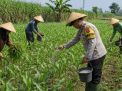 Pak Bhabin Motor Ketahanan Pangan, Aiptu Suwandi Dampingi Petani Rawat Jagung Target Panen 3,5 Ton
