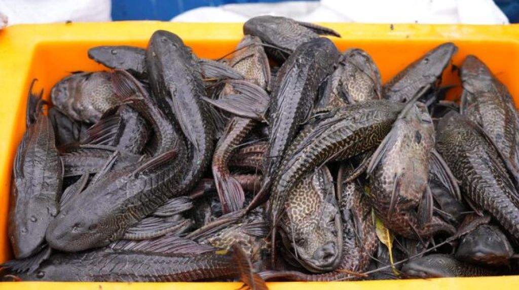 Rano Karno Usulkan Ikan Sapu-sapu Diolah Jadi Arang, Berbeda dengan Gagasan Susi Pudjias