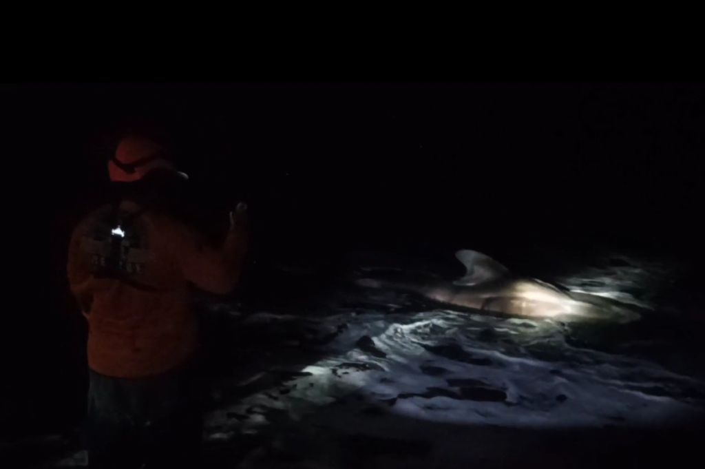 Penampakan Hiu Tutul Terdampar di Pantai Puger Jember
