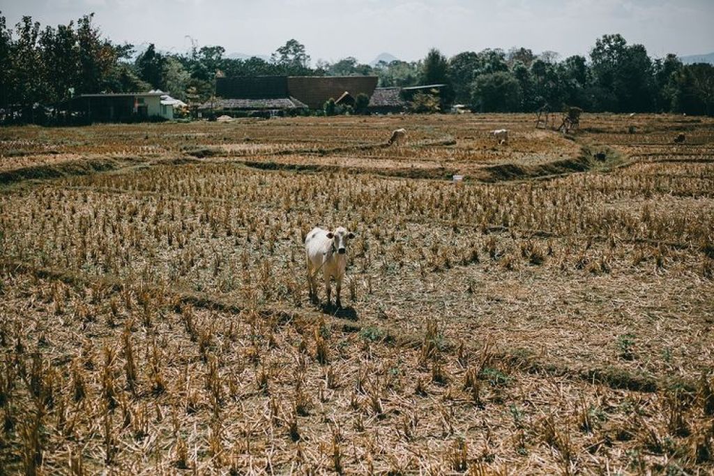 BMKG Prediksi Puncak Kemarau 2026 Terjadi Juli-September, Sejumlah Wilayah Diminta Waspada