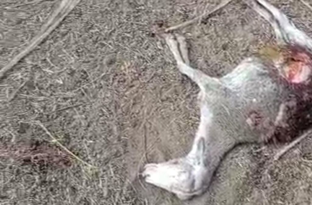 Warga Situbondo Diteror Hewan Buas Misterius Pemangsa Hewan Ternak
