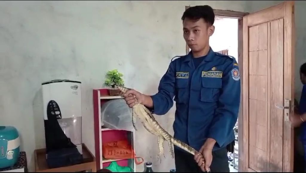 Pasutri Mojokerto Dikagetkan Biawak Dalam Kamar