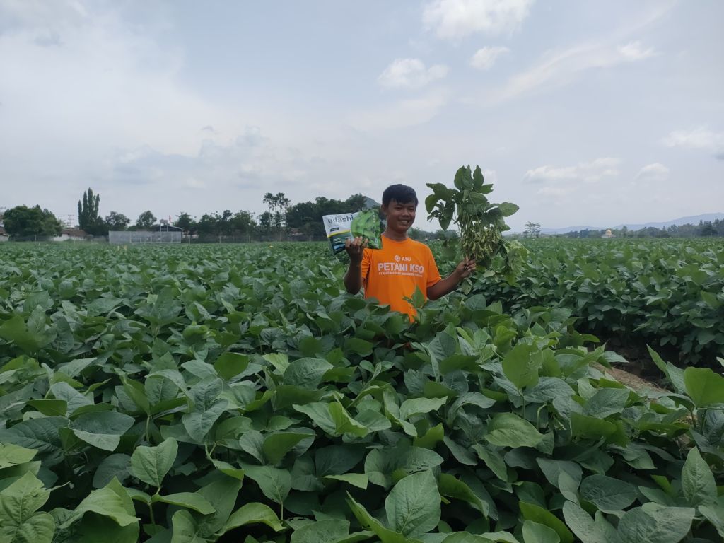 Mengenal Danu, Petani Milenial Jember yang Sukses Budidaya Edamame