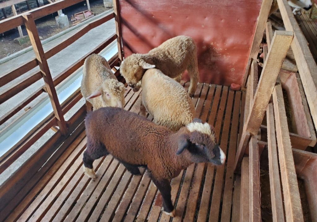 Melihat dari Dekat Peternakan Domba Merino di Mojokerto