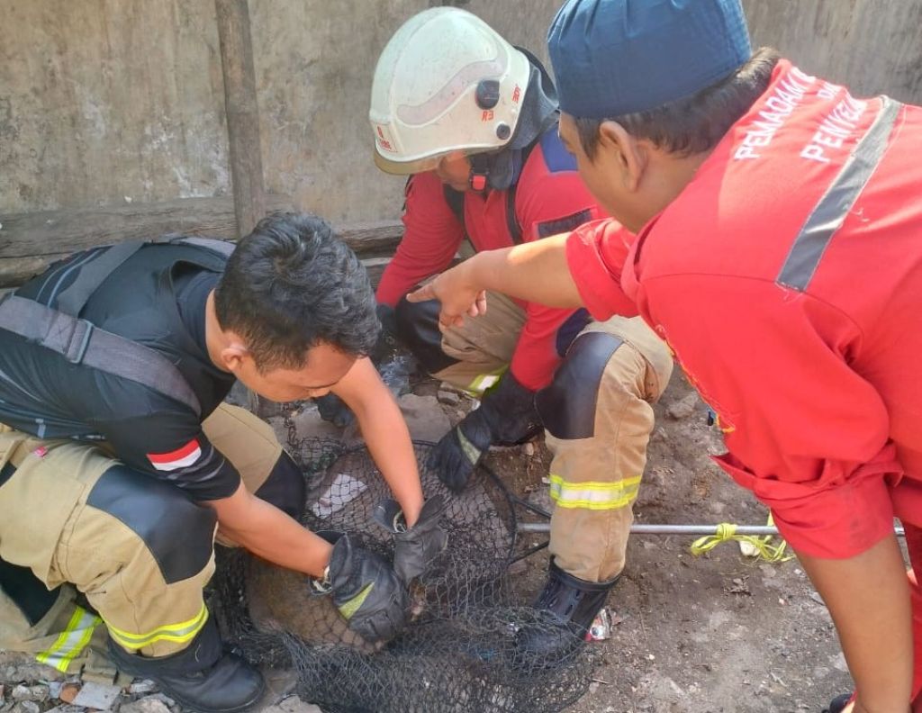 Evakuasi monyet oleh Damkar Surabaya (Foto: DPKP Surabaya)
