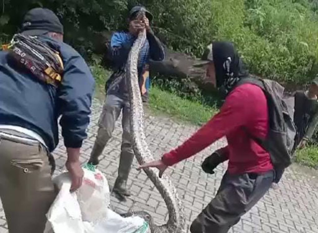 Geger Ular Sanca Besar Muncul Dekat Wisata Watuondo