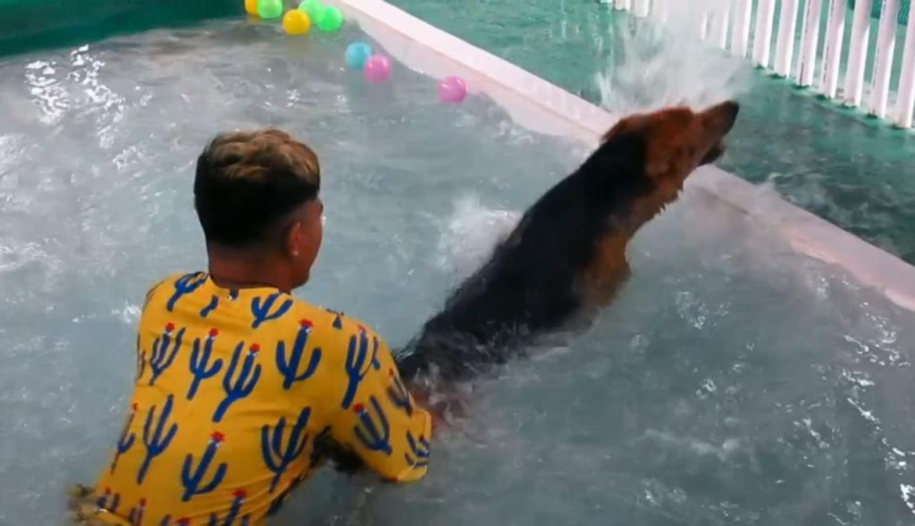 Liburan Nataru, Hotel Anjing di Surabaya Kebanjiran Tamu
