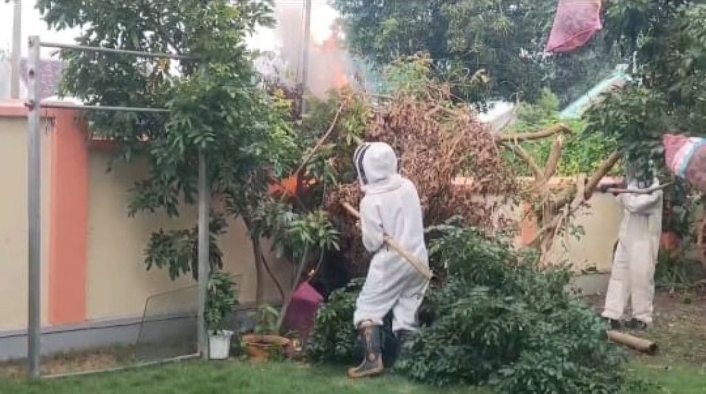 Serang Tiga Warga, Damkar Bakar Sarang Tawon Vespa di Banyuwangi