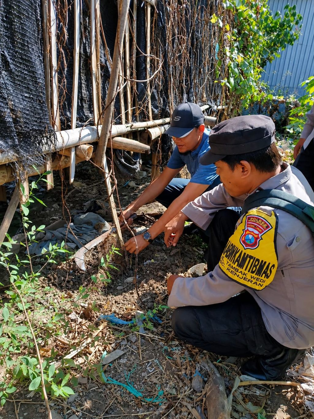 Polres Tanjung Perak Panen Ubi Ungu, Dukung Ketahanan Pangan Nasional