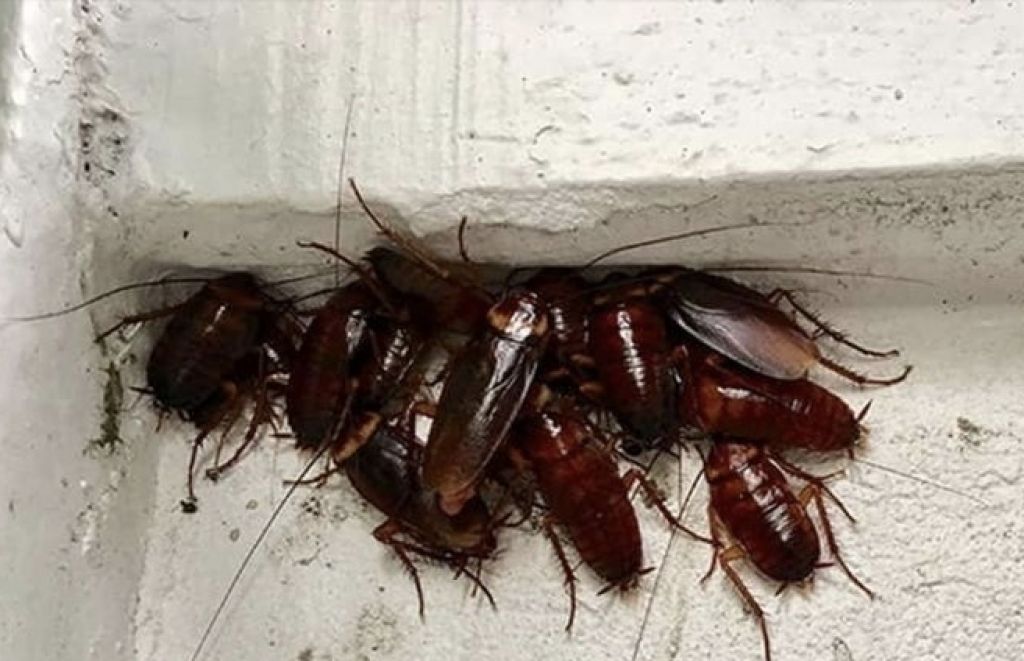Rumah Anda Banyak Kecoa? Coba Cara Ini untuk Mengusirnya