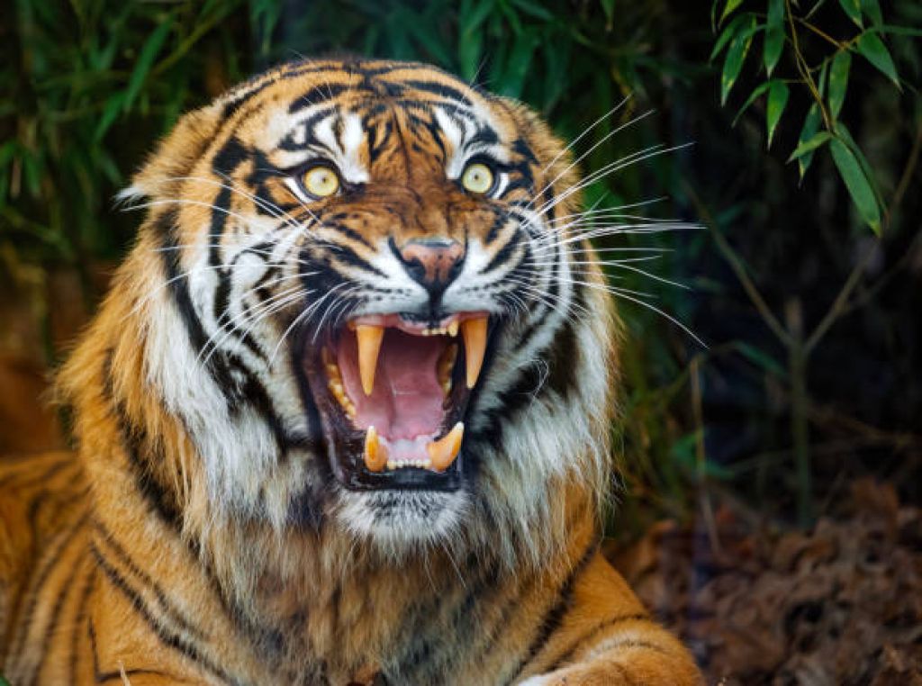 Menyimak Sejarah International Tiger Day 29 Juli
