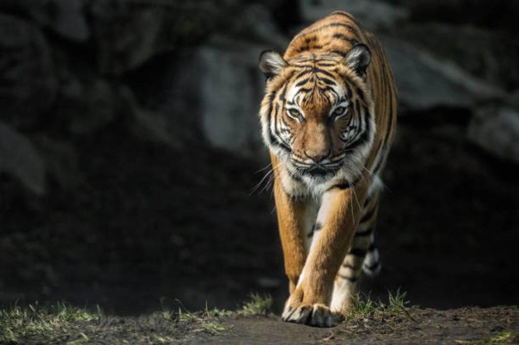 22 Januari, 15 Tahun Lalu Indonesia Jadi Negara Pertama Lepas Harimau ke Alam Bebas
