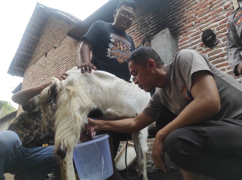 Kambing etawa ternak milik kades di Mojokerto sedang diperah air susunya