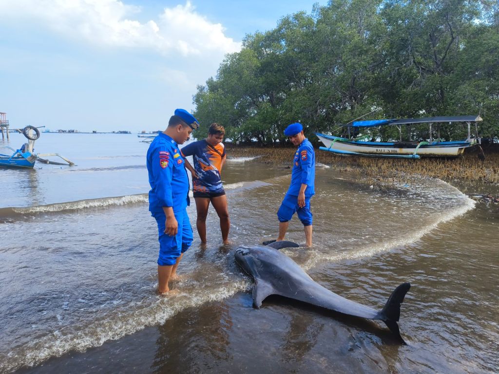 Seekor Lumba-Lumba Terdampar di Pantai Situbondo dalam Kondisi Mati