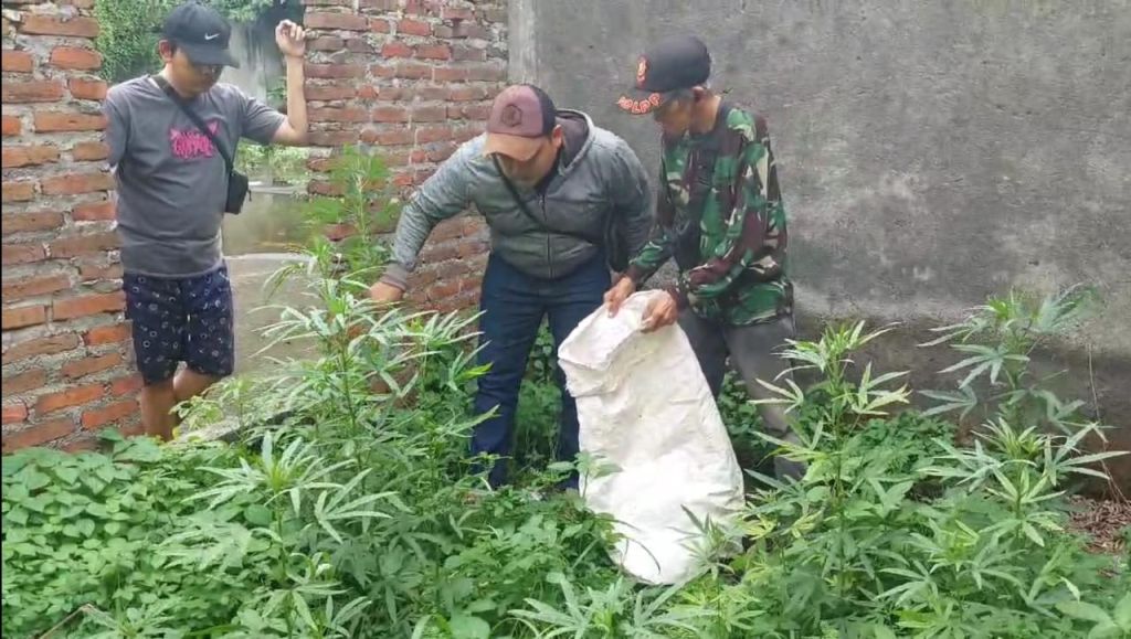 35 Pohon Ganja Ditemukan di Bangunan Kosong Sidoarjo