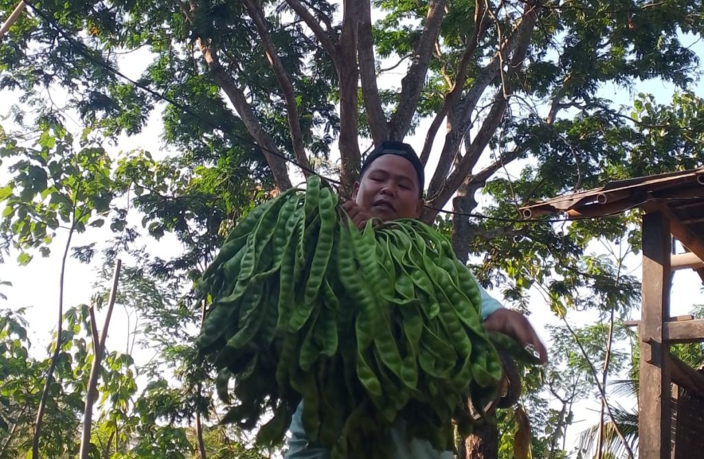 Petani asal Desa Kayumas, Kecamatan Arjasa, Kabupaten Situbondo saat panen petai (Foto: Fatur Bari/mili.id)