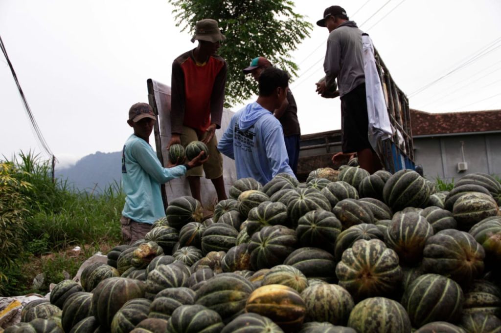 Petani Situbondo panen blewah