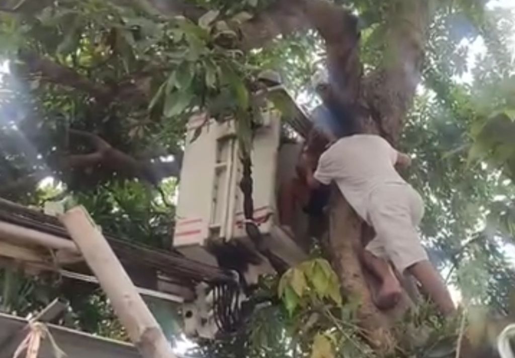 Pria Mojokerto Terjepit di Atas Pohon, Petugas Gabungan Evakuasi Pakai Crane