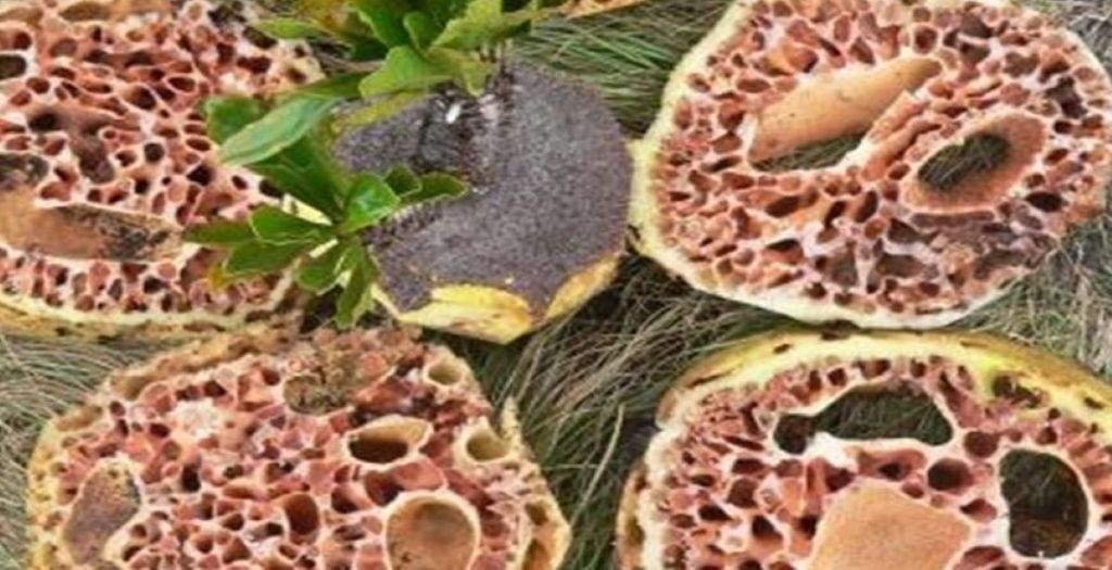 Selain Kayu Ular, Ada 6 Tanaman Herbal yang Berasal dari Papua