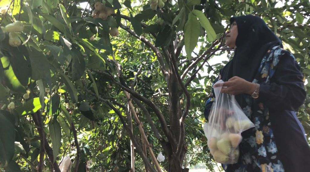 Sensasi Memetik dan Menikmati Segarnya Jambu Air, Langsung dari Kebun di Mojokerto