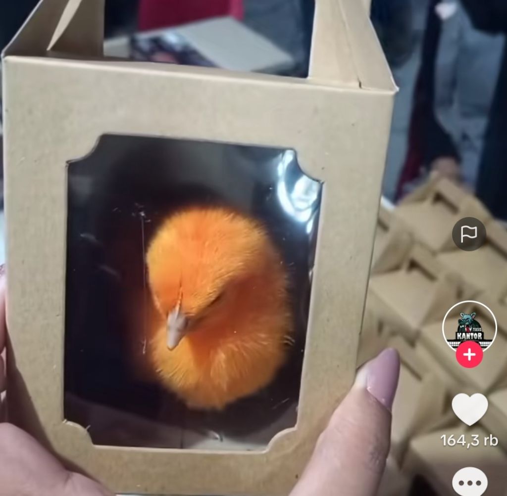 Viral souvenir nyentrik pasangan suami istri yang berisikan anak ayam&nbsp; warna-warni di dalam kardus diunggah akun tiktok @waroeng ho13i. Foto : tangkapan layar.