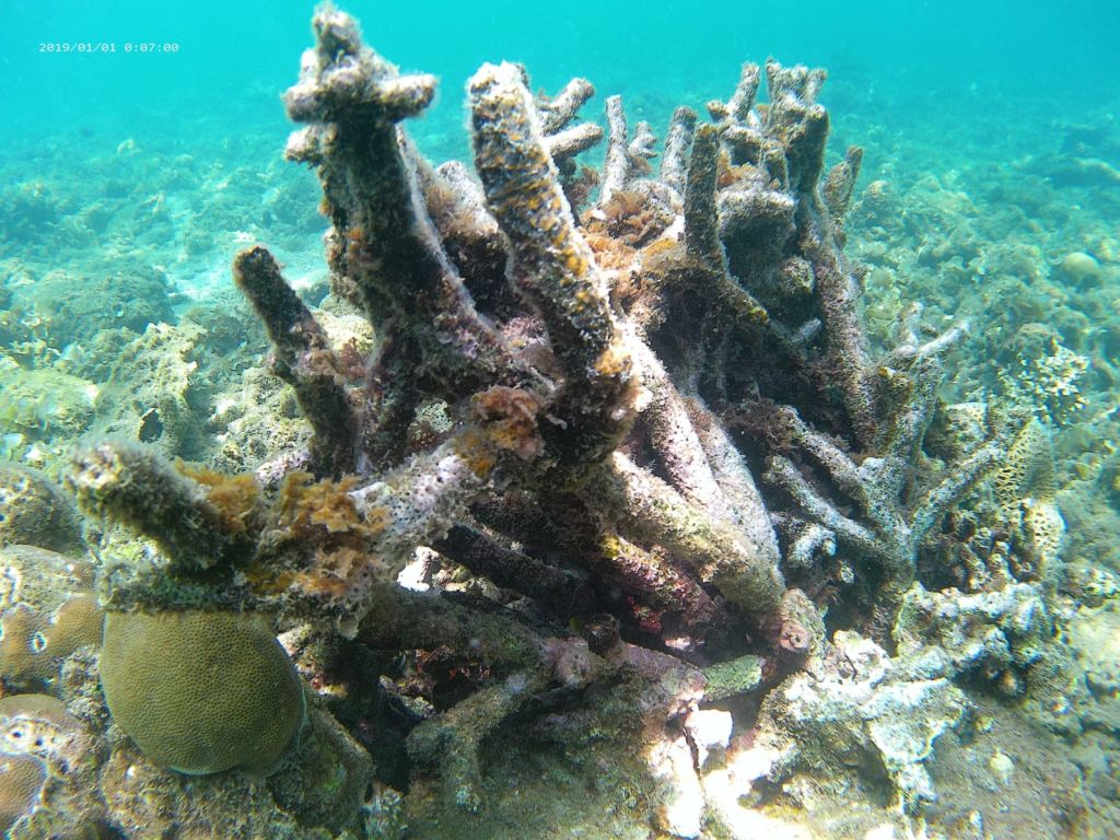 Duh! Terumbu Karang 10 Hektar Lebih di Wisata Bahari Pasir Putih Situbondo Rusak