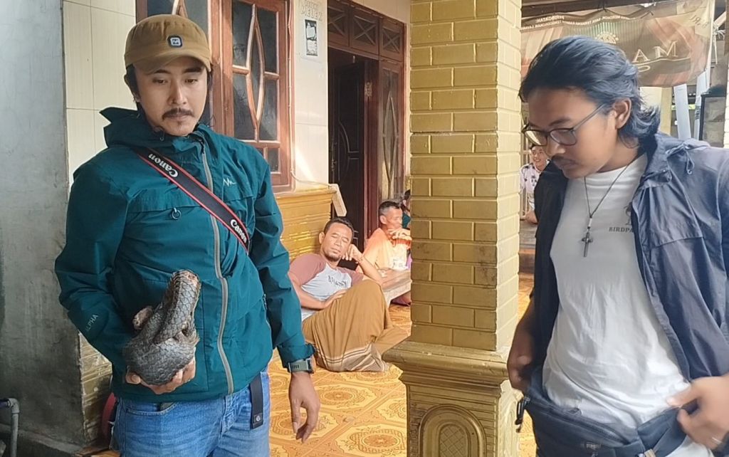Kondisi Trenggiling Jawa yang diselamatkan warga Mojokerto (Foto: Nana/mili.id)