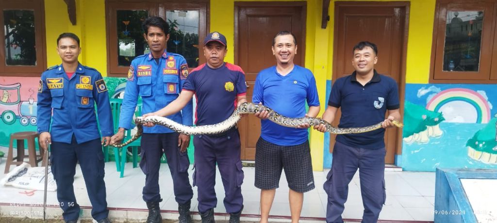 Ular Sanca Ditemukan Nyangkut dalam Pipa Pembuangan Air di Jember