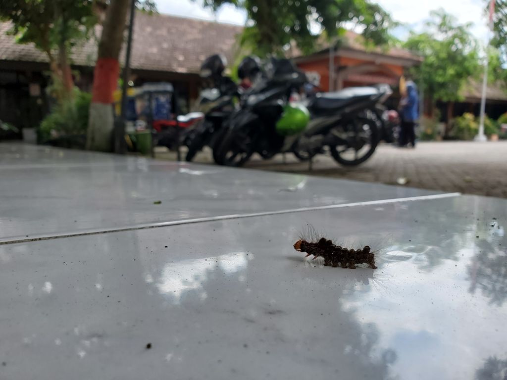 Penampakan ulat bulu yang menyerang anak-anak SD di Kota Mojokerto