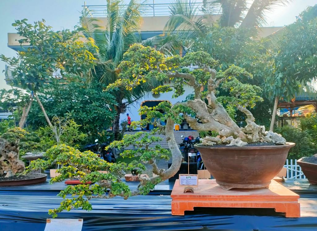 Gebyar Bonsai Lamongan Selatan Dibuka Hari ini, Yuk Ramaikan!