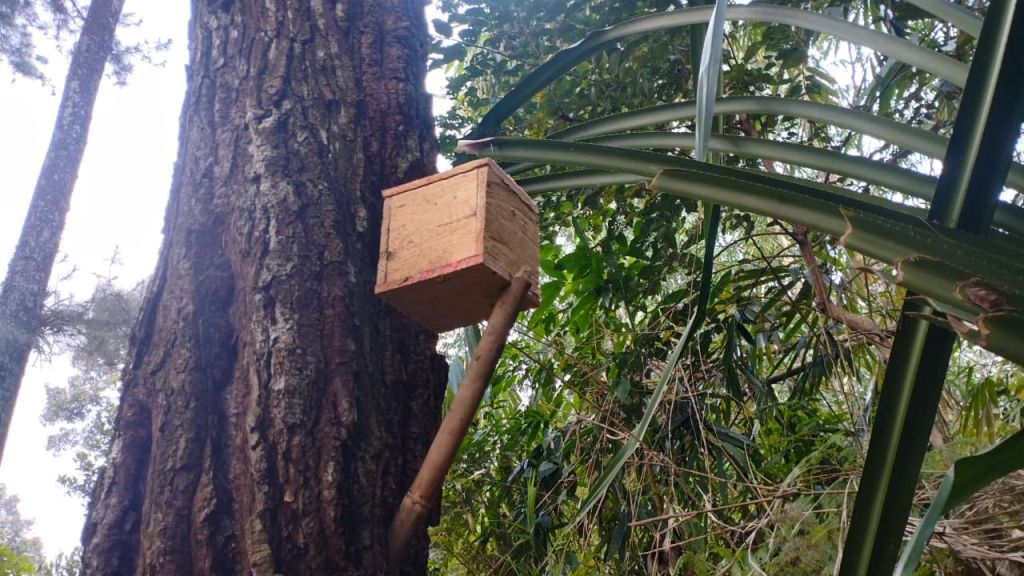 Melihat Budidaya Lebah Tanpa Sengat di Hutan Pinus Karacak