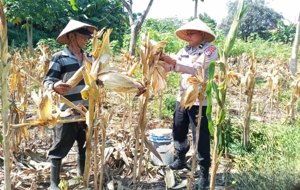 Polsek Blimbing Perkuat Ketahanan Pangan Bersama Poktan Tani Asri, Bantu Tingkatkan Kesejahteraan Petani